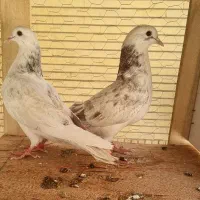 کبوتر تهرونی پرشی