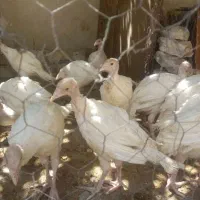 بوقلمون گوشتی