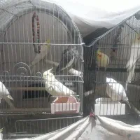 عروس هلندی