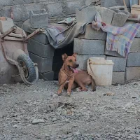 سگ نژاد دار