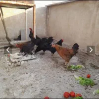 مرغ محلی تخم کن
