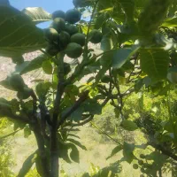 ریختن گردو از درخت. گردو زنی حرفه ای