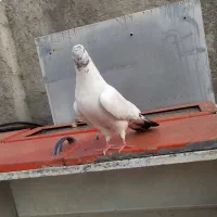 کبوتر سرکله دار ساعت بالا