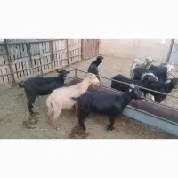 فروش بره