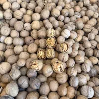 گردو پوست کاغذی تویسرکان بشرط