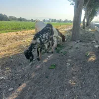 بز پاکستانی