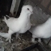 سفید موشی پاپر