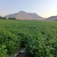 لوبیا چیتی بذری
