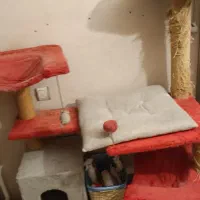درخت گربه نینا پت