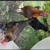 مرغ خروس محلی گلین