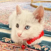 خرید و فروش فاز۳ اندیشه
