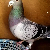 سه عدد کبوتر المانی
