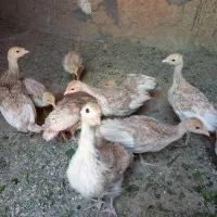 جوجه بوقلمون