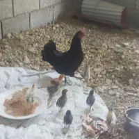 مرغ وجوجه