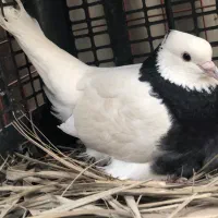 ۲جفت طوقی و یک جوجه سرخ معاوضه با طوطی برزیلی