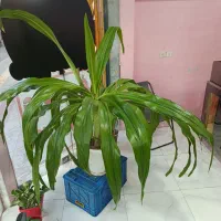 گل اشک ملکه