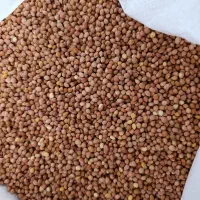 خرید فروش عمده مغز هسته آلبالو و هسته آلبالو پوست