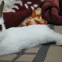 خرگوش|موش و خرگوش|شیراز, سینما سعدی|دیوار