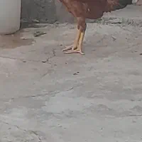 لاری اصل