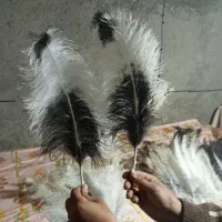 شاه پر شترمرغ