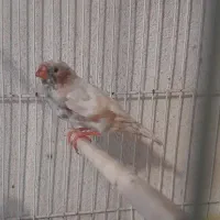فنچ