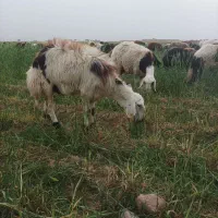 میش پلنگی
