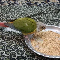 سخنگو یک ساله