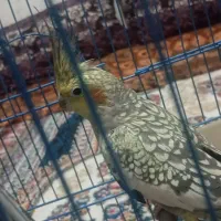 دو عدد عروس هلندی جفت
