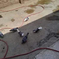 کفترپلاس پلاکی