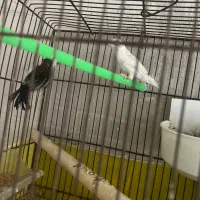 فنچ زبرا و بنگالی