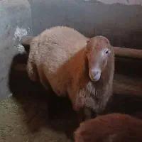 گوسفند