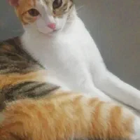 واگذاری گربه