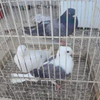 کفتر