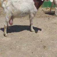 دوراس شاه بز زاییده دورگ پاکستانی فوق شیرا