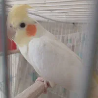 عروس هلندی نر