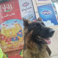 فروشی