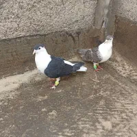 کفتر ساده کاکلی جفت