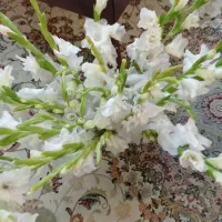 گلایل شاخه ای