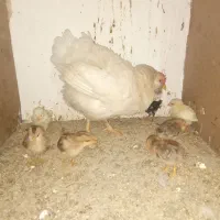 جوجه و مرغ وخروس