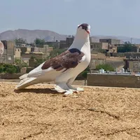 پشت سرخ نر|پرنده|تربت‌حیدریه, داروپخش|دیوار