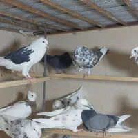 پرنده