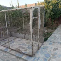 اقول مرغ