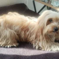 پایمر مینیاتوریه اصیل اسمش چیکو