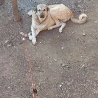 سگ پژدر