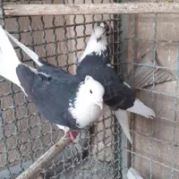 کبوتر شازده،سرور،زاغ ذغال،کل دم سبز،پشدار