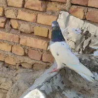 دوتا کفتر تهرانی معاوضه