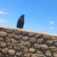 کبوتر سیاه و فیلی