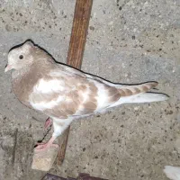 کبوتر|پرنده|کاکی, |دیوار