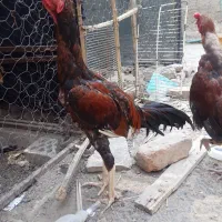 مرغ و خروس نسل دار