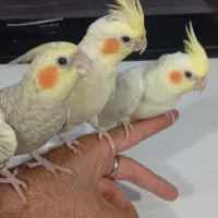 فروشی دو عدد عروس با مادرش